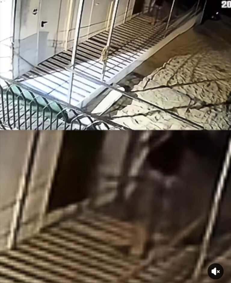 Forio, atto vandalico alla spiaggia della Chiaia: il sindaco Stani Verde condanna duramente