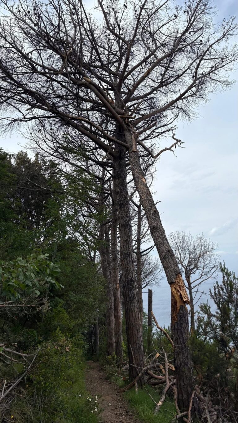 Casamicciola: al via la bonifica del bosco della Maddalena. Presto la riforestazione