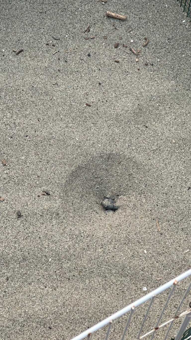 Sorpresa Dal Nido di Tartarughe a Forio: Si Aspetta il Buio per Vederle Uscire