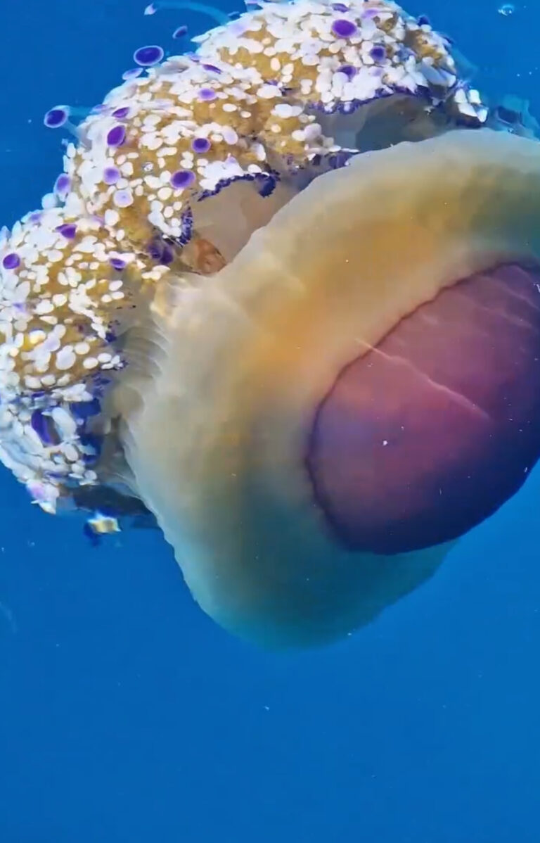 Un incontro magico nel Golfo di Napoli: la Cassiopea incanta Miseno
