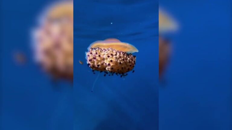 GOLFO DI NAPOLI: A TU PER TU CON LA GRAZIA DELLA MEDUSA CASSIOPEA