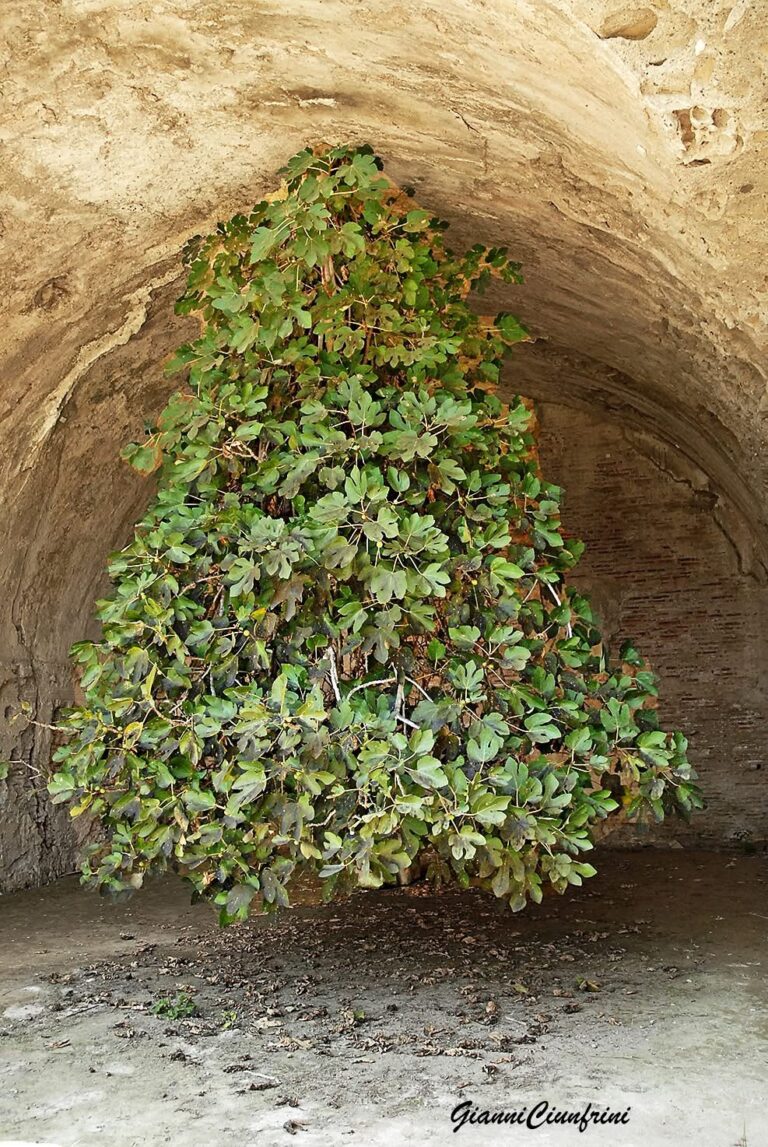 Bacoli e il mistero del fico capovolto: quando la natura sfida la gravità