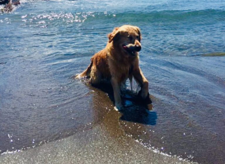 Casamicciola, i cani ritornano sulle spiagge. Il TAR Campania boccia il divieto di accesso 
