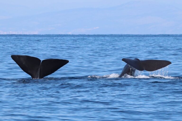 Oceanomare Delphis chiude la stagione 2025 con 25 avvistamenti di capodogli nel canyon di Cuma