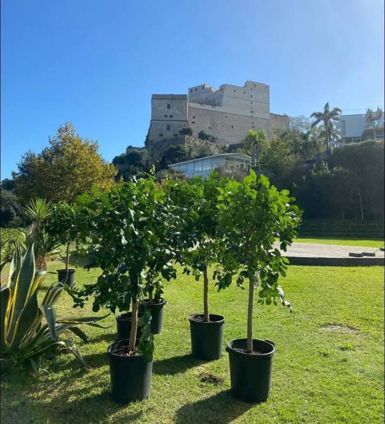 Bacoli pianta oltre 200 nuove essenze a Villa Ferretti: verde, legalità e cultura per il futuro della città
