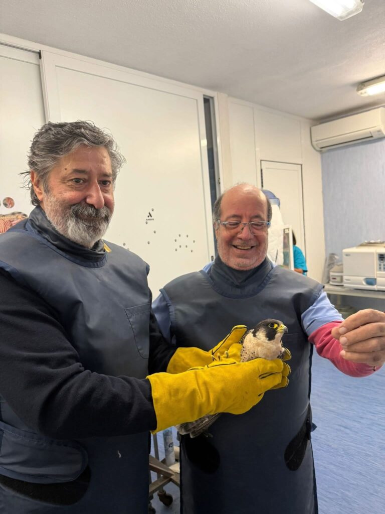 Falco pellegrino impallinato a Ischia: salvato dalle Guardie Zoofile di Forio