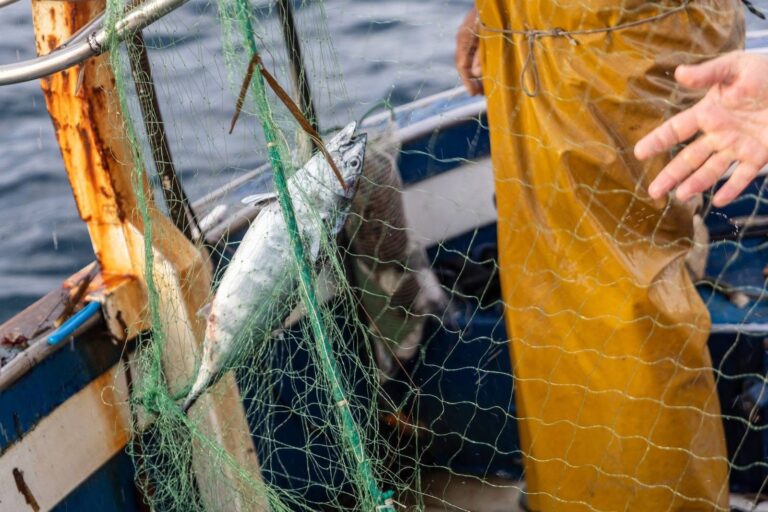 FORIO. LA PICCOLA PESCA ARTIGIANALE: UN PATRIMONIO DA CUSTODIRE