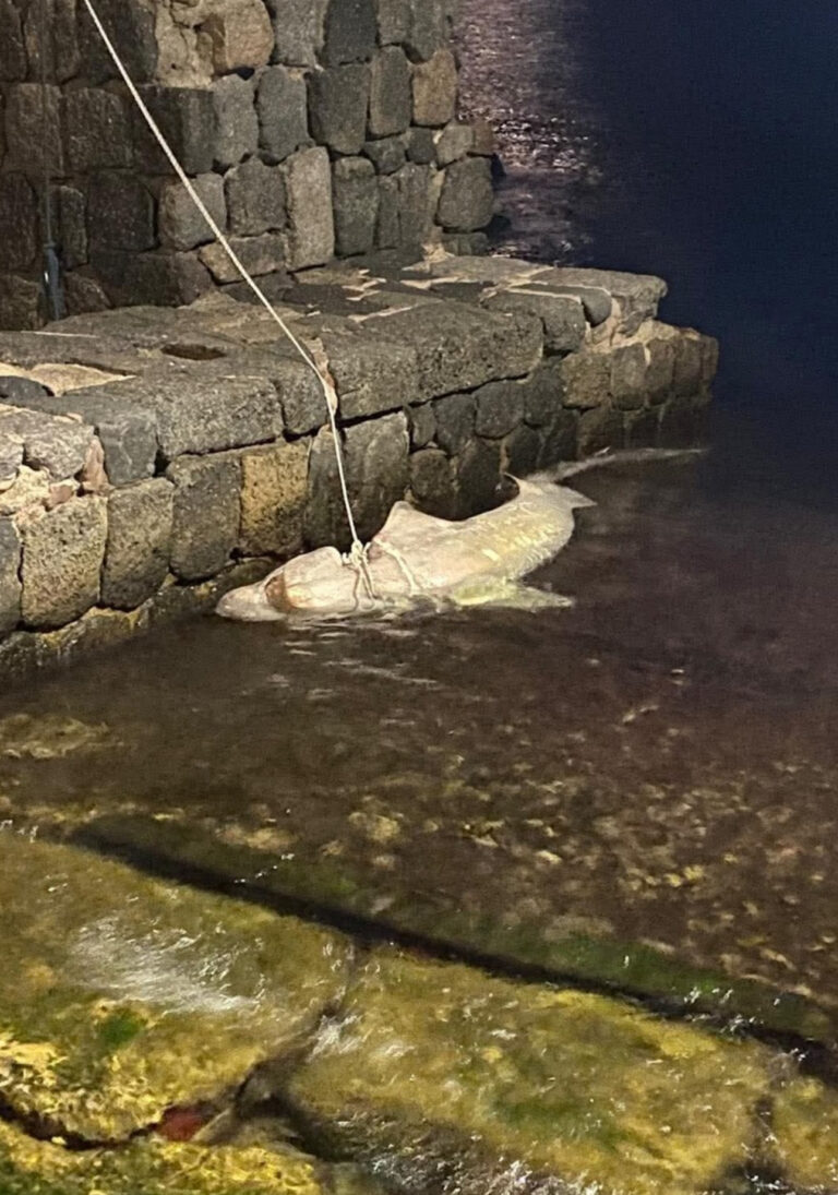 Ischia, ritrovato senza vita uno squalo capopiatto intrappolato tra gli scogli di Cartaromana