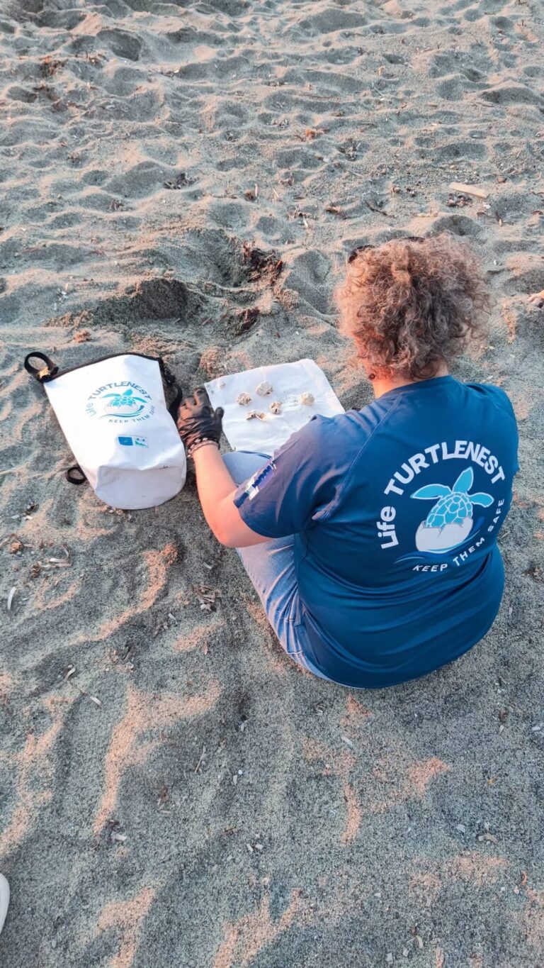 Ritrovato a Citara il nido Caretta Caretta n.115 della stagione: sale a tre il numero dei nidi di tartarughe sull’isola d’Ischia