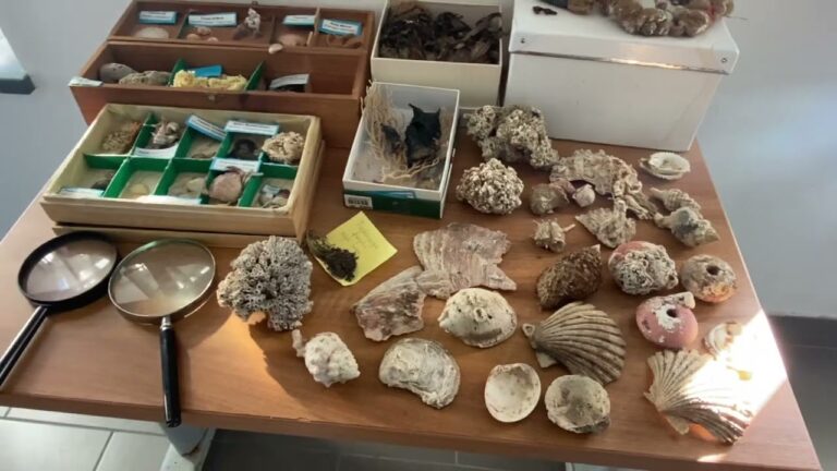 MICCIO: LA SEDE DELL’AMP REGNO DI NETTUNO A FORIO FAVORISCE NUOVI INCONTRI E PROSPETTIVE