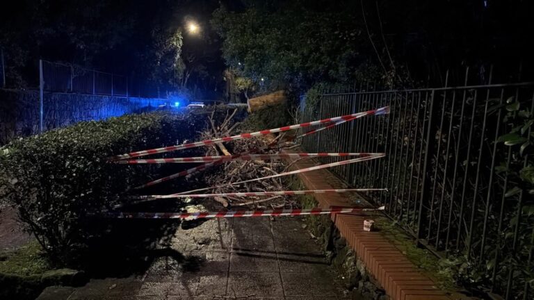 Ischia Via Sogliuzzo riaperta dopo la caduta di un albero: intervento tempestivo nella notte