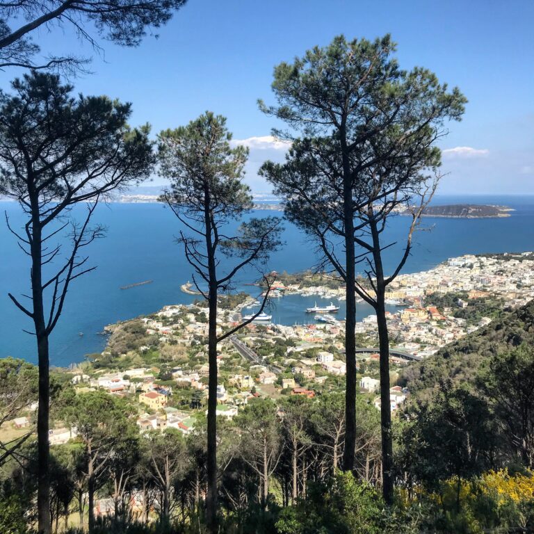 Centro Studi Isola d’Ischia: Cosa sta accadendo nelle pinete di Ischia? Un patrimonio in sofferenza