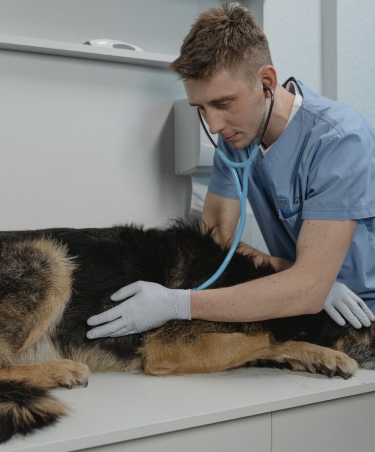 Regione Campania: al via la nuova procedura per i proprietari di animali d’affezione