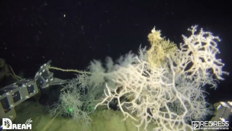 AMP REGNO DI NETTUNO IN PRIMA LINEA PER IL RECUPERO DEI FONDALI NEL GOLFO DI NAPOLI