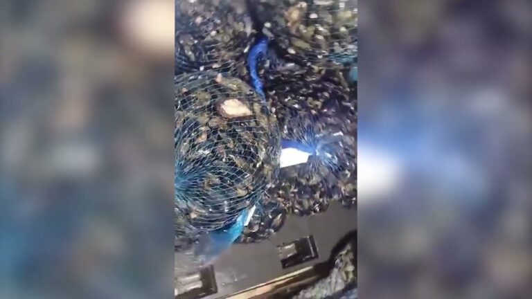 ALLARME EPATITE A: ASL NA2 NORD EMANA ORDINANZE URGENTI AI SINDACI